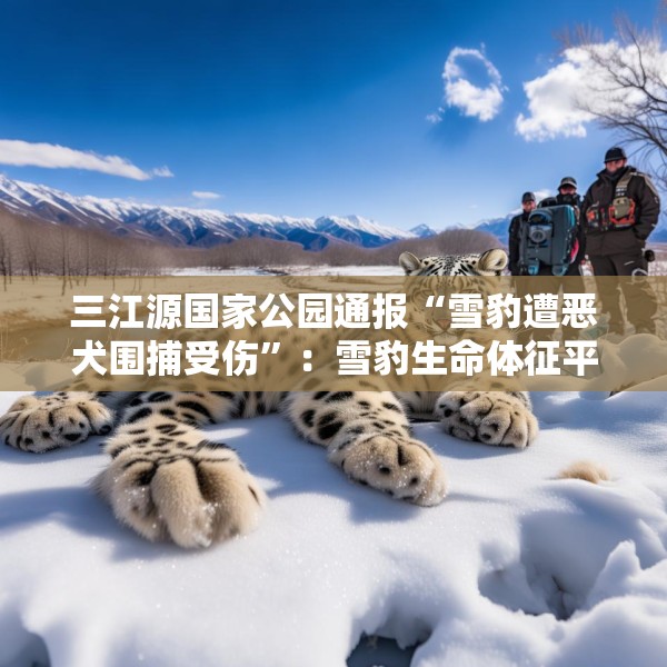 三江源国家公园通报“雪豹遭恶犬围捕受伤”：雪豹生命体征平稳，两只牧羊犬伤重死亡